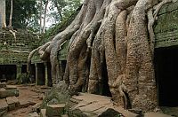 Ta Phrom - tak zastali Angkor Europejczycy.