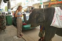 Karmienie slonia na ulicy Surinu.