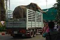 Ten olbrzymi slon wzbudzil furore.
