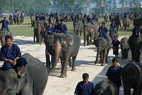 300 sloni na raz robilo wrazenie (wiekszosc poza 

kadrem :).